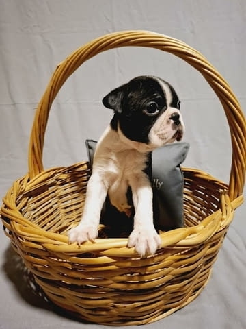 Кученца бостън териер от шампионски кръвни линии, град Извън България | Кучета - снимка 3