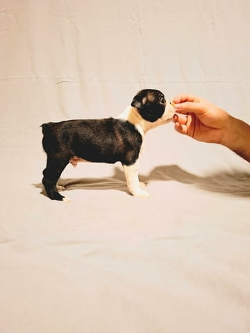 Кученца бостън териер от шампионски кръвни линии, град Извън България | Кучета - снимка 4