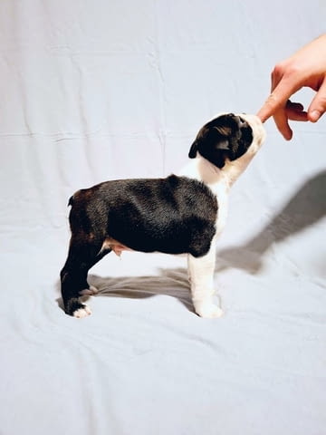 Кученца бостън териер от шампионски кръвни линии, град Извън България | Кучета - снимка 6