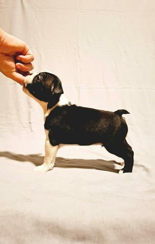 Кученца бостън териер от шампионски кръвни линии, град Извън България | Кучета - снимка 7