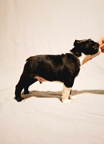 Кученца бостън териер от шампионски кръвни линии, град Извън България | Кучета - снимка 9