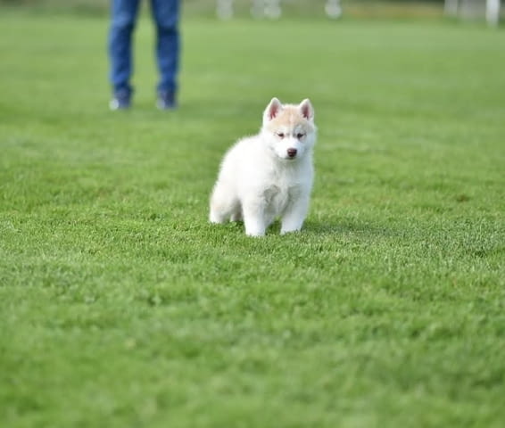 Кученца сибирско хъски Siberian Husky, Vaccinated - Yes, Dewormed - Yes - city of Izvun Bulgaria | Dogs - снимка 2