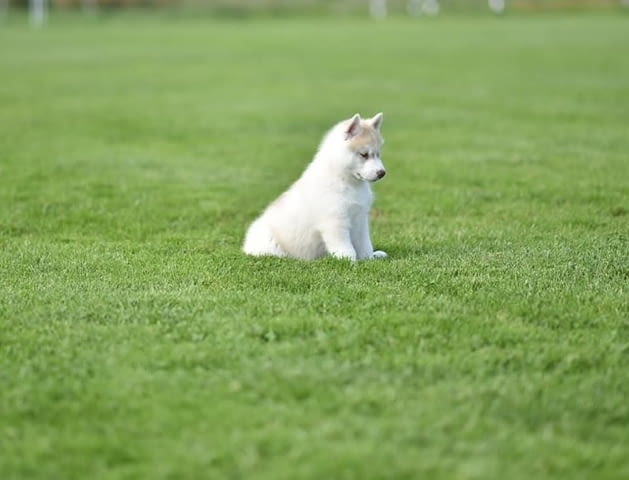Кученца сибирско хъски Siberian Husky, Vaccinated - Yes, Dewormed - Yes - city of Izvun Bulgaria | Dogs - снимка 3