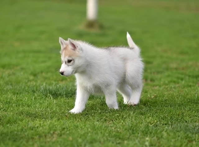 Кученца сибирско хъски Siberian Husky, Vaccinated - Yes, Dewormed - Yes - city of Izvun Bulgaria | Dogs - снимка 4