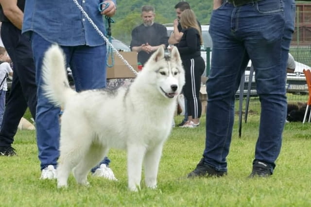 Кученца сибирско хъски Siberian Husky, Vaccinated - Yes, Dewormed - Yes - city of Izvun Bulgaria | Dogs - снимка 5