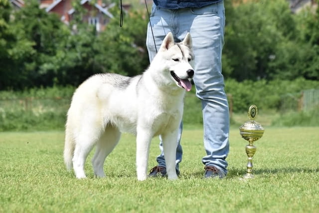 Кученца сибирско хъски Siberian Husky, Vaccinated - Yes, Dewormed - Yes - city of Izvun Bulgaria | Dogs - снимка 6