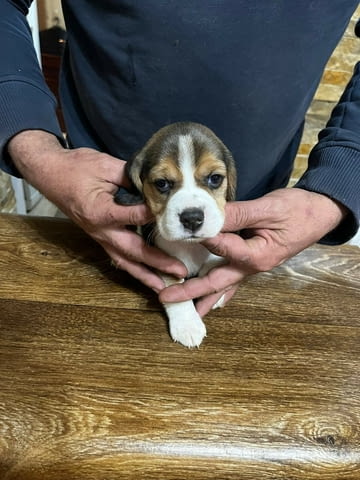 Бийгъл кученца Beagle, Vaccinated - Yes, Dewormed - Yes - city of Izvun Bulgaria | Dogs - снимка 1