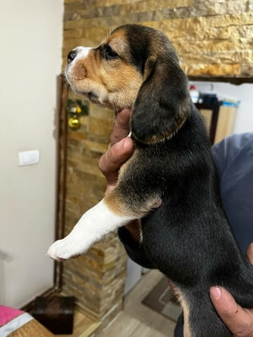 Бийгъл кученца Beagle, Vaccinated - Yes, Dewormed - Yes - city of Izvun Bulgaria | Dogs - снимка 5