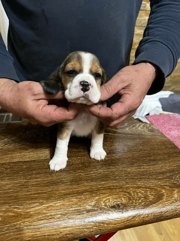 Бийгъл кученца Beagle, Vaccinated - Yes, Dewormed - Yes - city of Izvun Bulgaria | Dogs - снимка 7
