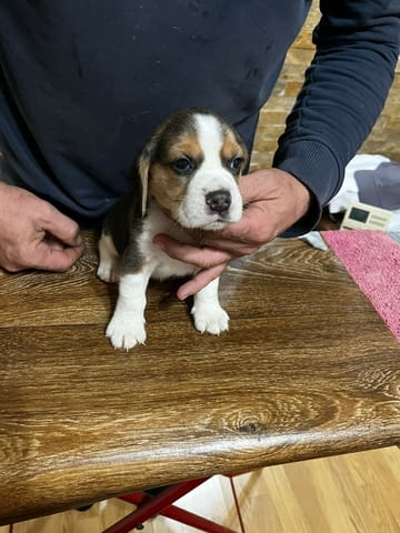 Бийгъл кученца Beagle, Vaccinated - Yes, Dewormed - Yes - city of Izvun Bulgaria | Dogs - снимка 10
