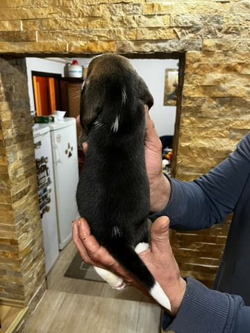 Бийгъл кученца Beagle, Vaccinated - Yes, Dewormed - Yes - city of Izvun Bulgaria | Dogs - снимка 11