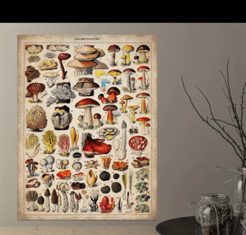 Винтидж плакат с гъби - град Берковица | Картини - снимка 3