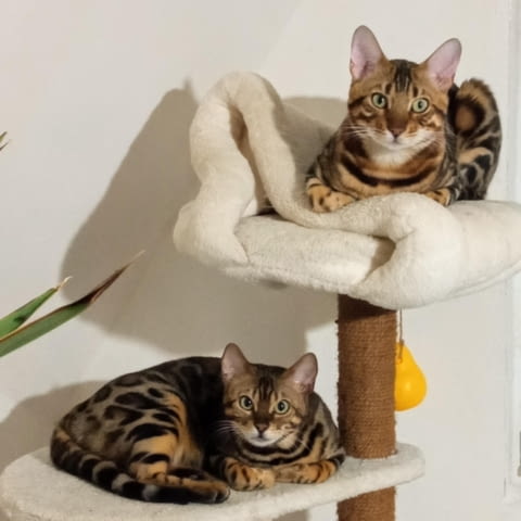 Бенгалски котенца за продажба Bengal, Vaccine - Yes, Dewormed - Yes - city of Izvun Bulgaria | Cats - снимка 5