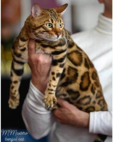 Бенгалски котенца за продажба Bengal, Vaccine - Yes, Dewormed - Yes - city of Izvun Bulgaria | Cats - снимка 9