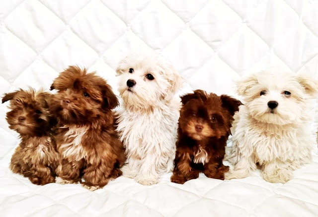 Болонка Цветна кученца Ваксинирано - Да, Обезпаразитено - Да - град Извън България | Кучета - снимка 1