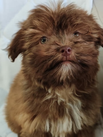 Болонка Цветна кученца Ваксинирано - Да, Обезпаразитено - Да - град Извън България | Кучета - снимка 2