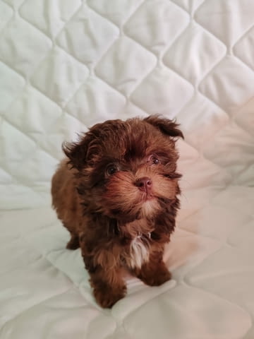 Болонка Цветна кученца Ваксинирано - Да, Обезпаразитено - Да - град Извън България | Кучета - снимка 5