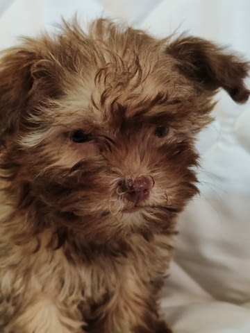 Болонка Цветна кученца Ваксинирано - Да, Обезпаразитено - Да - град Извън България | Кучета - снимка 6