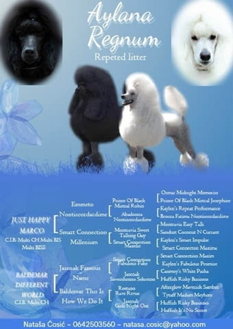 Poodle standard Puppies Пудел среден, 3 месеца - град Извън България | Кучета - снимка 1