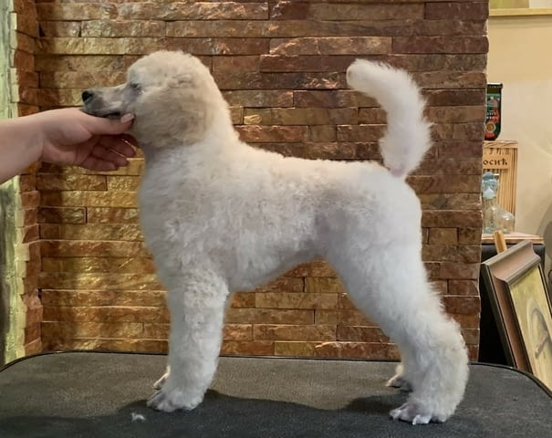 Poodle standard Puppies Пудел среден, 3 месеца - град Извън България | Кучета - снимка 3