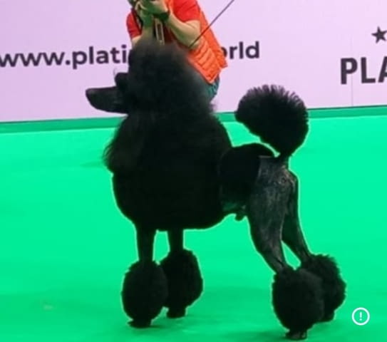 Poodle standard Puppies Пудел среден, 3 месеца - град Извън България | Кучета - снимка 5