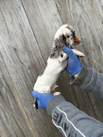 Мини дакел Дакел малък, 3 месеца, Ваксинирано - Да - град Варна | Кучета - снимка 1