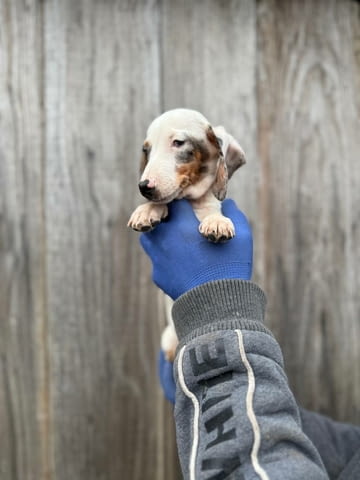 Мини дакел Дакел малък, 3 месеца, Ваксинирано - Да - град Варна | Кучета - снимка 2