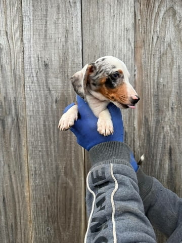 Мини дакел Дакел малък, 3 месеца, Ваксинирано - Да - град Варна | Кучета - снимка 3