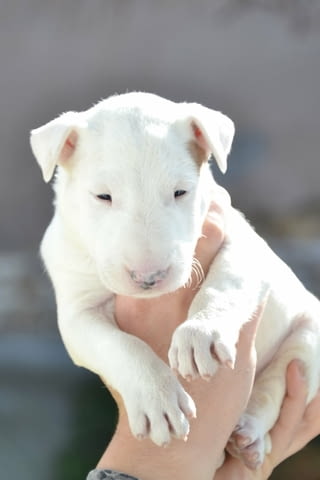 Bull terrier puppies Бултериер, 1 месец - град Извън България | Кучета - снимка 2
