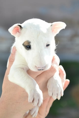 Bull terrier puppies Бултериер, 1 месец - град Извън България | Кучета - снимка 4