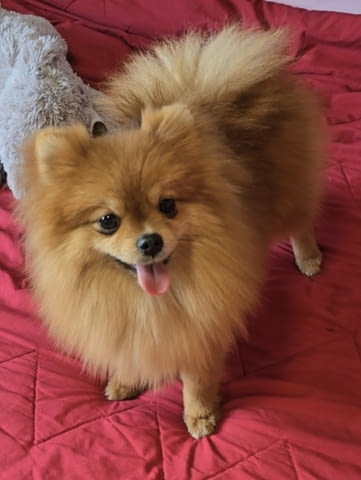 Premium pomeranians of BOO SALE ACTION Померан (Малък английски шпиц), 2 месеца - град Извън България | Кучета - снимка 1