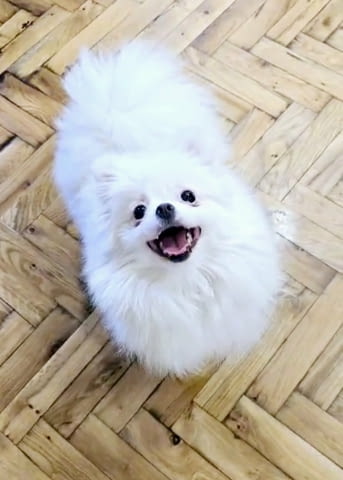 Premium pomeranians of BOO SALE ACTION Померан (Малък английски шпиц), 2 месеца - град Извън България | Кучета - снимка 2