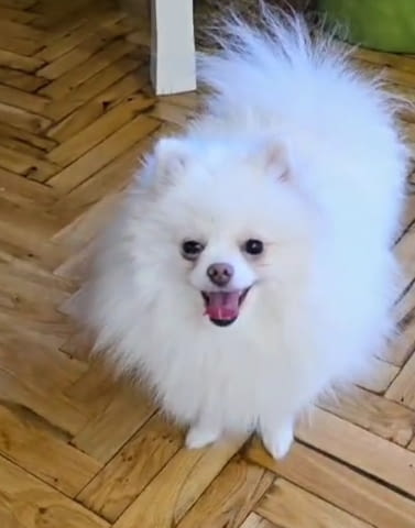 Premium pomeranians of BOO SALE ACTION Померан (Малък английски шпиц), 2 месеца - град Извън България | Кучета - снимка 3
