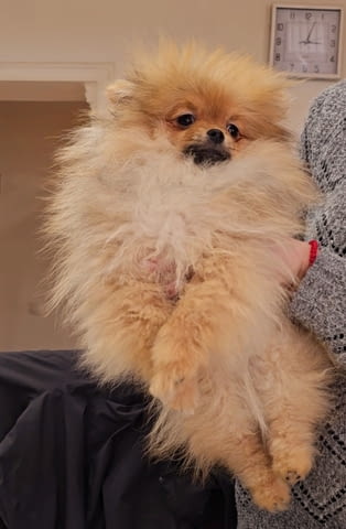 Premium pomeranians of BOO SALE ACTION Померан (Малък английски шпиц), 2 месеца - град Извън България | Кучета - снимка 4