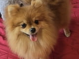 Premium pomeranians of BOO SALE ACTION