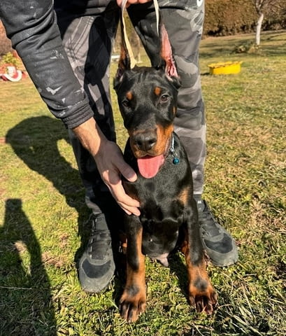 Доберман Doberman, 2 Months - city of Izvun Bulgaria | Dogs - снимка 1