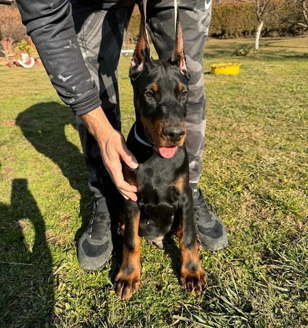 Доберман Doberman, 2 Months - city of Izvun Bulgaria | Dogs - снимка 2