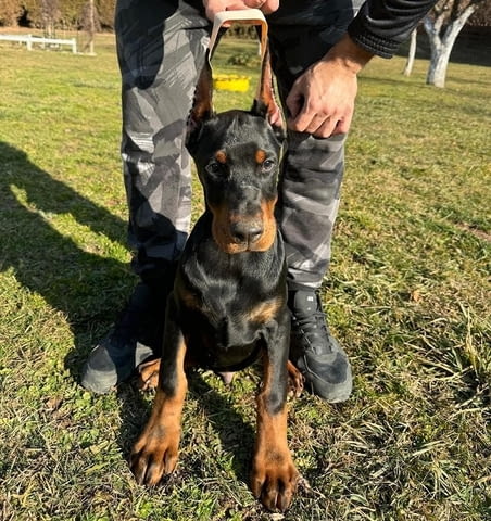 Доберман Doberman, 2 Months - city of Izvun Bulgaria | Dogs - снимка 4