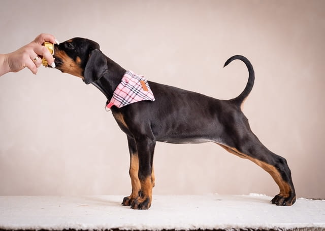 Доберман кученца Ваксинирано - Да, Обезпаразитено - Да - град Извън България | Кучета - снимка 1