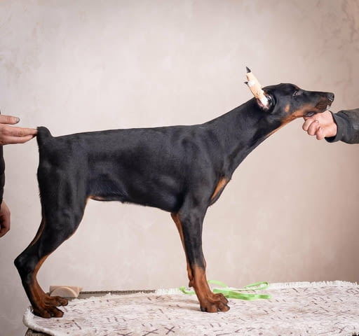 Доберман кученца Ваксинирано - Да, Обезпаразитено - Да - град Извън България | Кучета - снимка 9