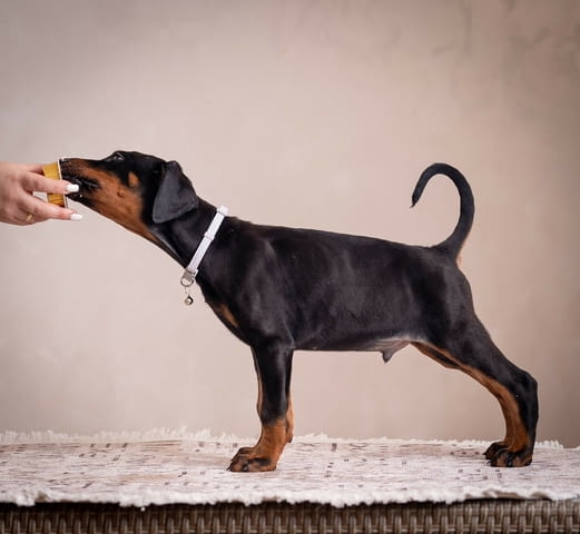 Доберман кученца Ваксинирано - Да, Обезпаразитено - Да - град Извън България | Кучета - снимка 10