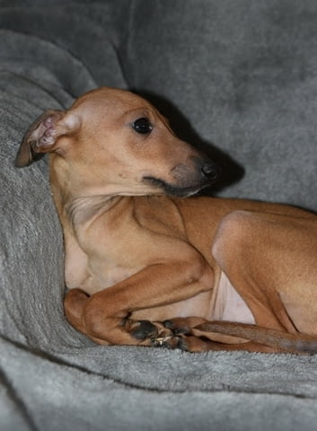 Малки италиански хрътки Другa, Ваксинирано - Да, Обезпаразитено - Да - град Извън България | Кучета - снимка 2