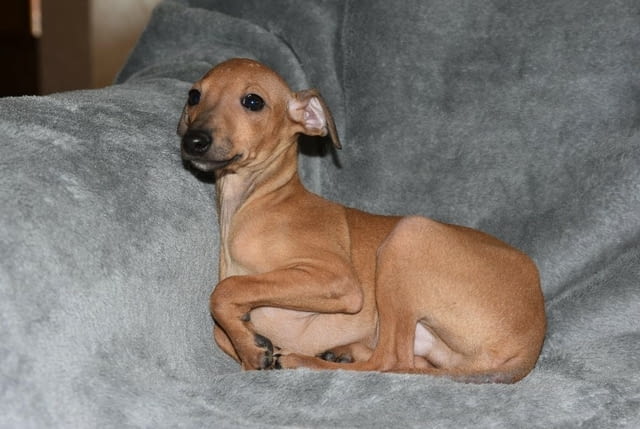 Малки италиански хрътки Другa, Ваксинирано - Да, Обезпаразитено - Да - град Извън България | Кучета - снимка 3