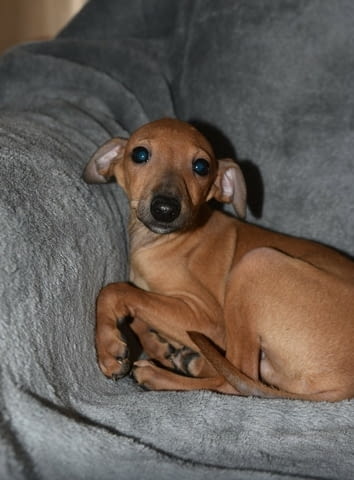 Малки италиански хрътки Другa, Ваксинирано - Да, Обезпаразитено - Да - град Извън България | Кучета - снимка 5