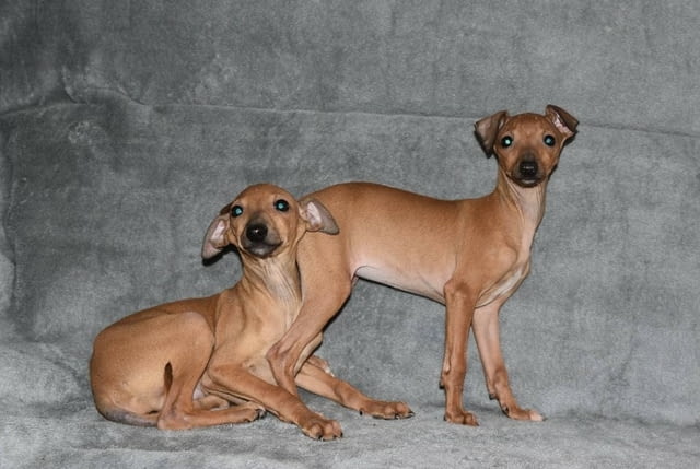 Малки италиански хрътки Другa, Ваксинирано - Да, Обезпаразитено - Да - град Извън България | Кучета - снимка 6