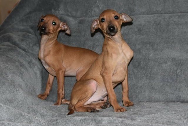 Малки италиански хрътки Другa, Ваксинирано - Да, Обезпаразитено - Да - град Извън България | Кучета - снимка 7