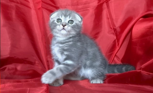 Клепоухи и правоухо късокосмести котенца Scottish Lop-eared, 2 Months - city of Sofia | Cats - снимка 1