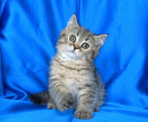 Клепоухи и правоухо късокосмести котенца Scottish Lop-eared, 2 Months - city of Sofia | Cats - снимка 2