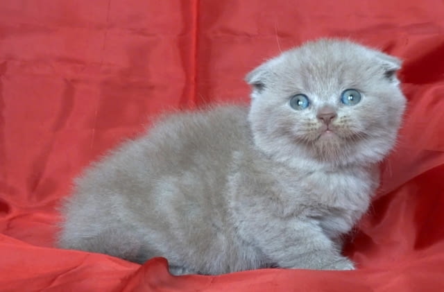 Клепоухи и правоухо късокосмести котенца Scottish Lop-eared, 2 Months - city of Sofia | Cats - снимка 3