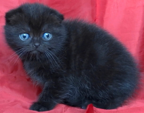 Клепоухи и правоухо късокосмести котенца Scottish Lop-eared, 2 Months - city of Sofia | Cats - снимка 4